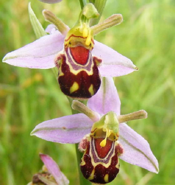 hoatuoi360-tim-hieu-nhung-loai-hoa-doc-la-tren-the-gioi-7